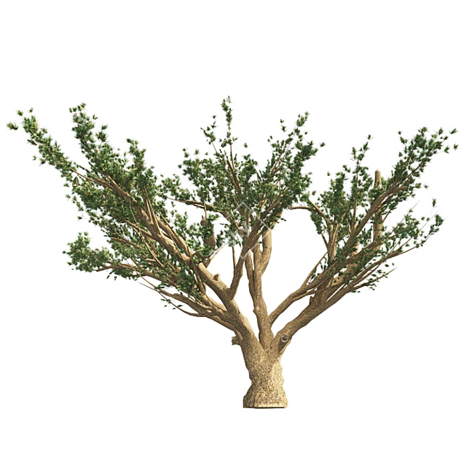 Lebanon Cedar: Realistic 3D Tree 3D model image 2