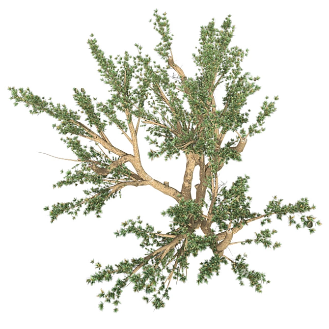 Lebanon Cedar: Realistic 3D Tree 3D model image 3