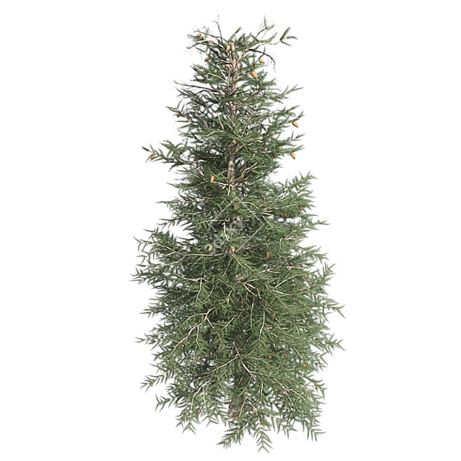 Optimized Blue Spruce Tree 3D model image 3