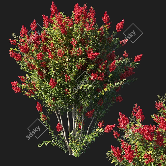 Red Flowered Myrtle Bush 3D model image 1