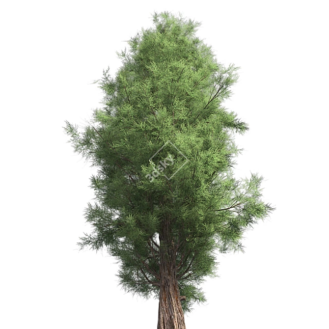 Premium Eastern Red Cedar Tree 3D model image 2