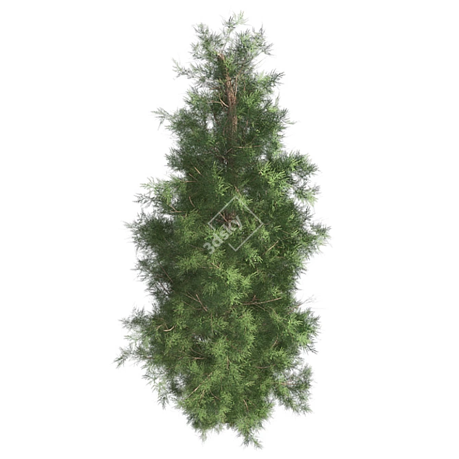 Premium Eastern Red Cedar Tree 3D model image 3