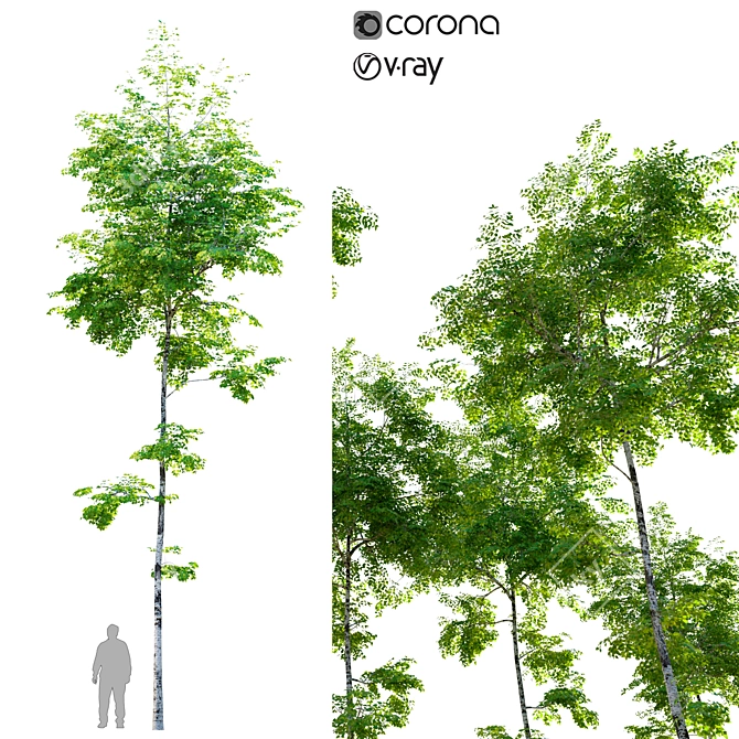 Birch Tree - Tall and Artistic 3D model image 1