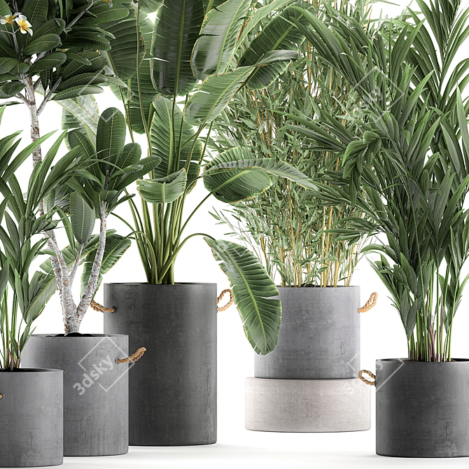 Exotic Indoor Plant Collection 3D model image 2