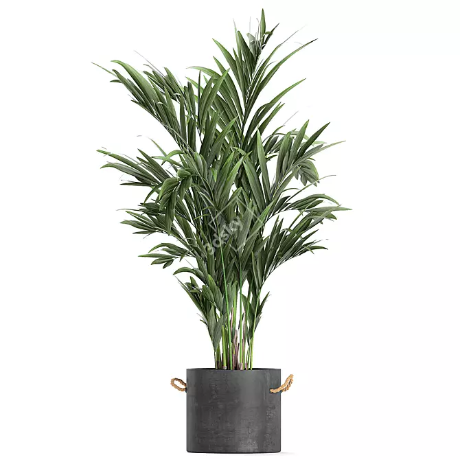 Exotic Indoor Plant Collection 3D model image 3