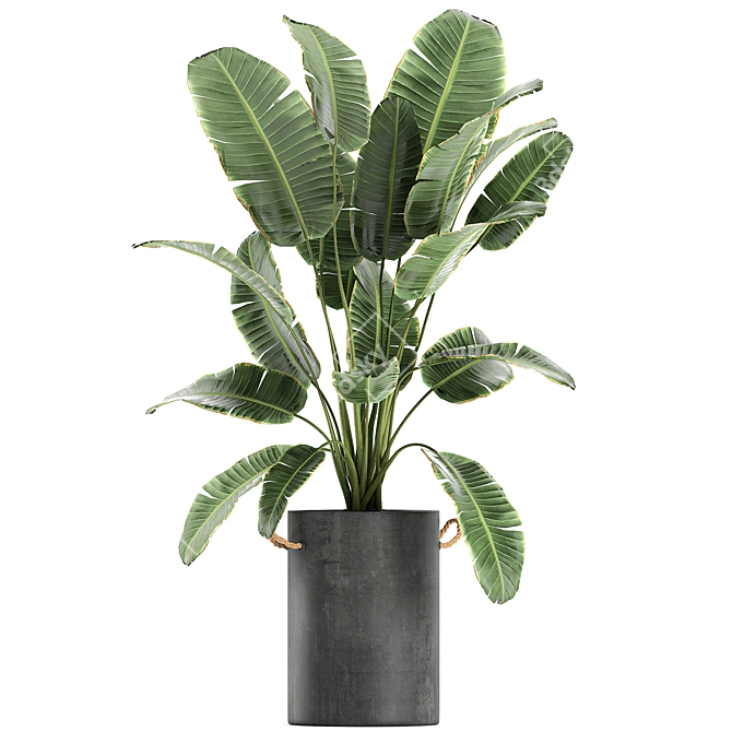 Exotic Indoor Plant Collection 3D model image 4