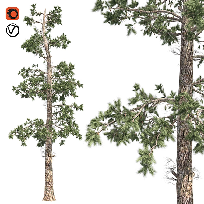 Evergreen White Pine Tree - Realistic 3D Model with Cones 3D model image 1