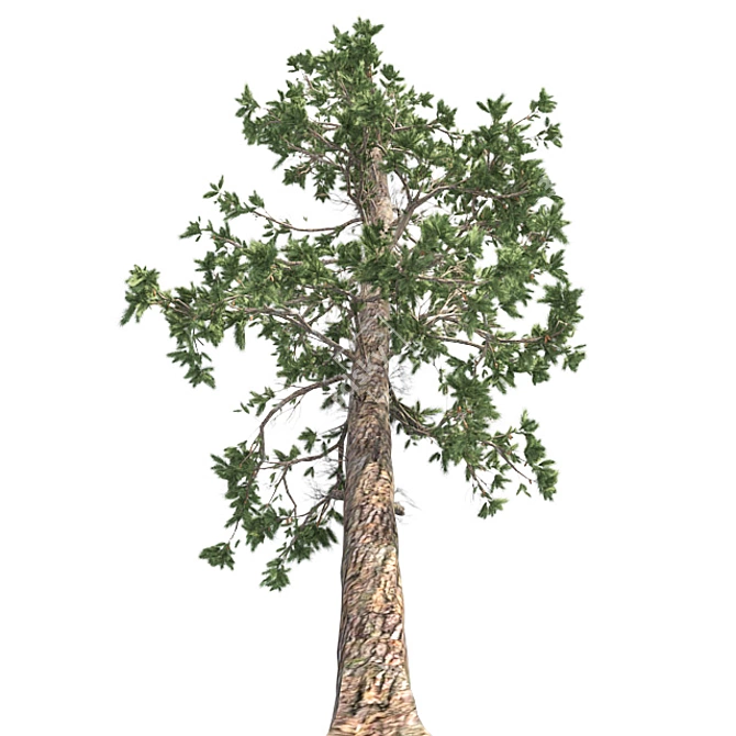 Evergreen White Pine Tree - Realistic 3D Model with Cones 3D model image 2