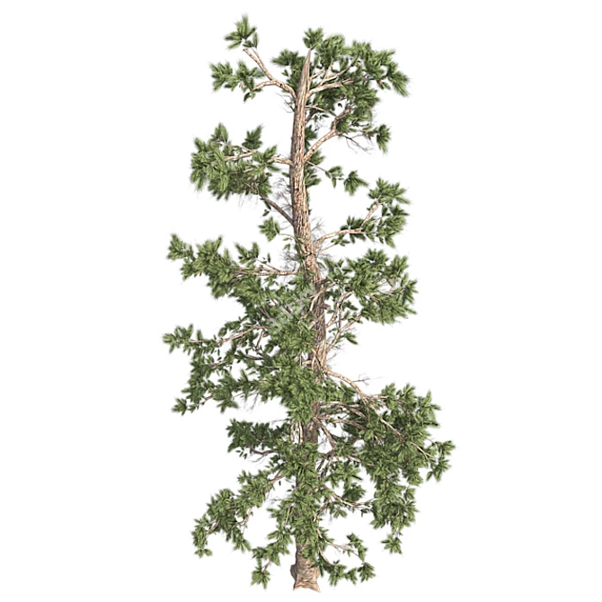 Evergreen White Pine Tree - Realistic 3D Model with Cones 3D model image 3