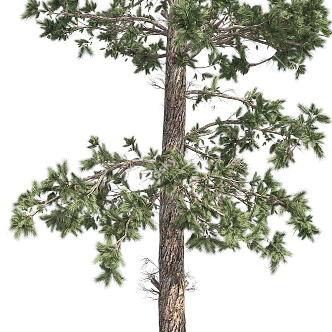 Evergreen White Pine Tree - Realistic 3D Model with Cones 3D model image 4