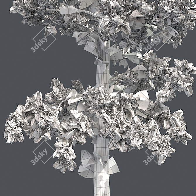 Evergreen White Pine Tree - Realistic 3D Model with Cones 3D model image 5