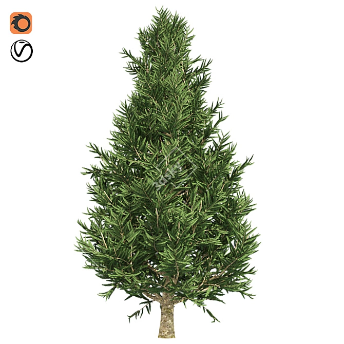 Optimized Fraser Fir Tree: Realistic 4K Textures 3D model image 1