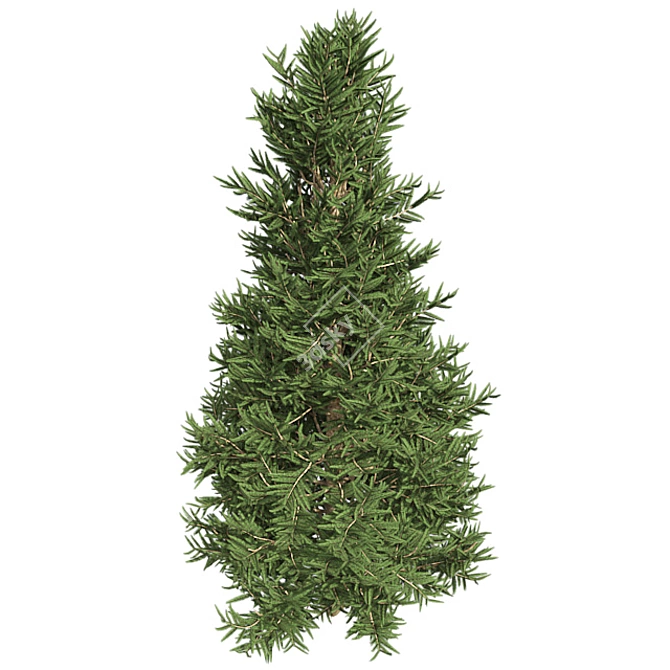 Optimized Fraser Fir Tree: Realistic 4K Textures 3D model image 3