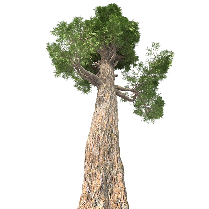Giant Redwood Tree Sculpture 3D model image 2