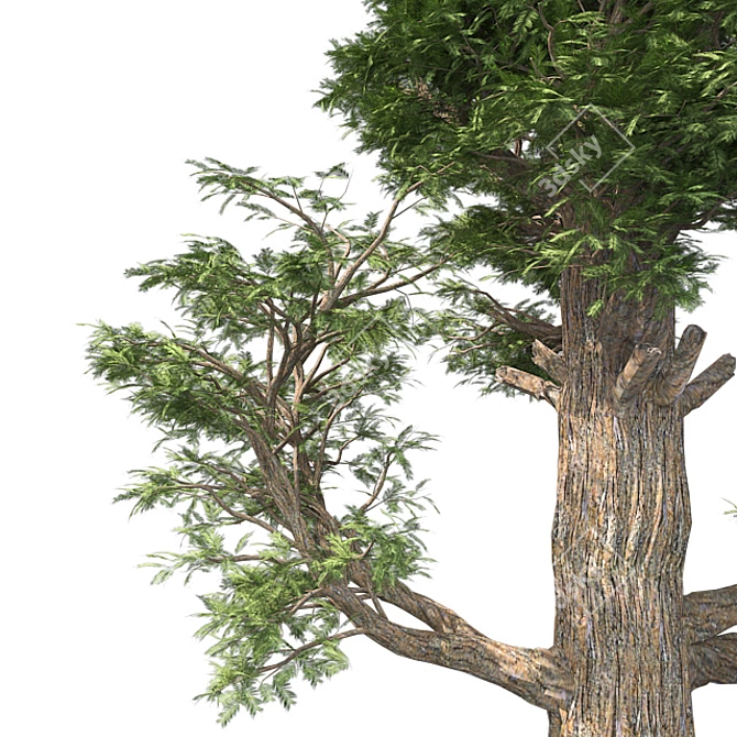 Giant Redwood Tree Sculpture 3D model image 4