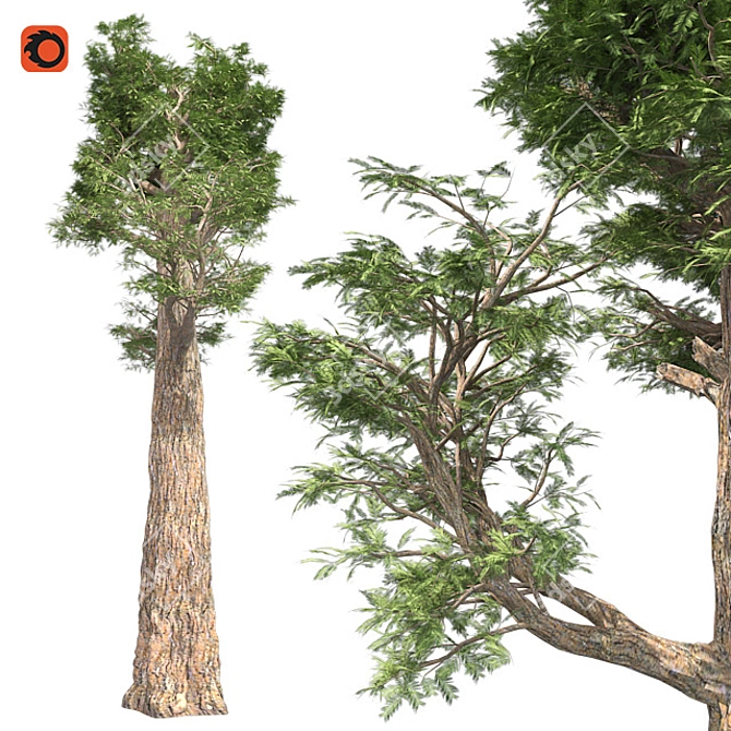 Giant Redwood Corona: 4K Optimized 3D model image 1