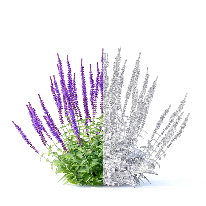 Sage Oak Flowers | Salvia nemorosa 3D model image 2