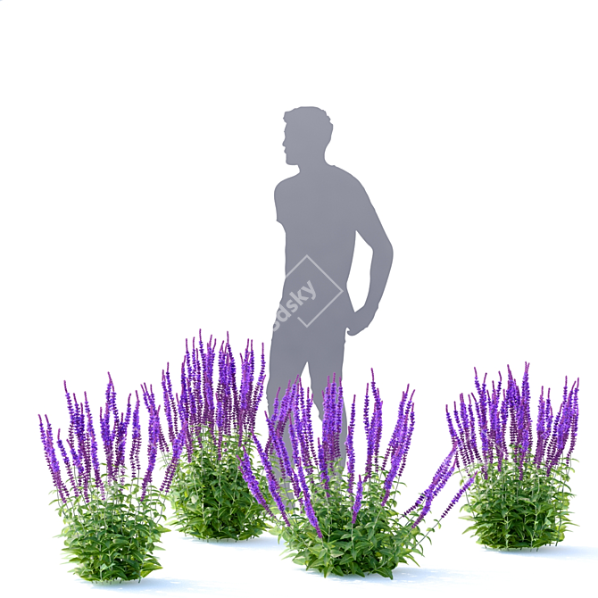 Sage Oak Flowers | Salvia nemorosa 3D model image 5
