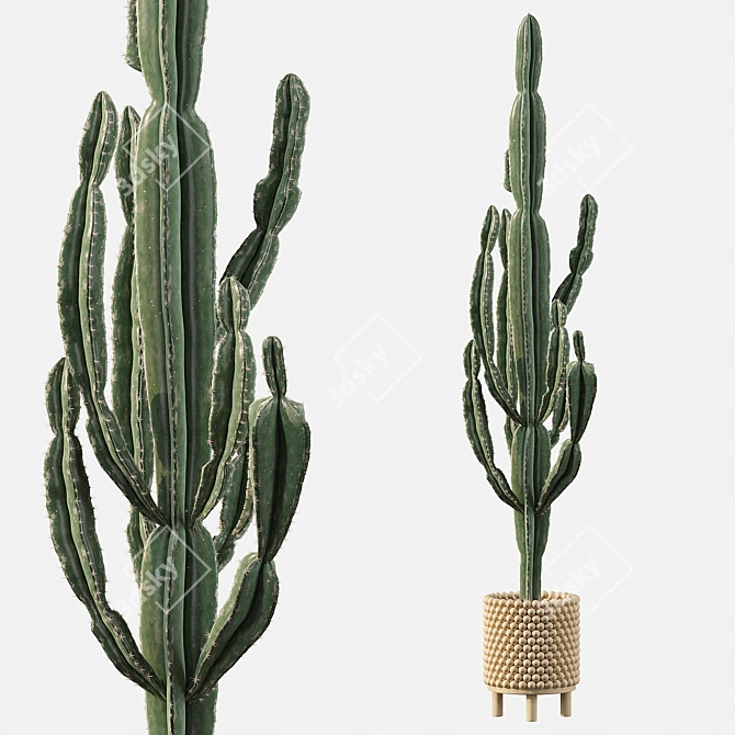 Euphorbia Candelabrum: Indoor Cactus 3D model image 1