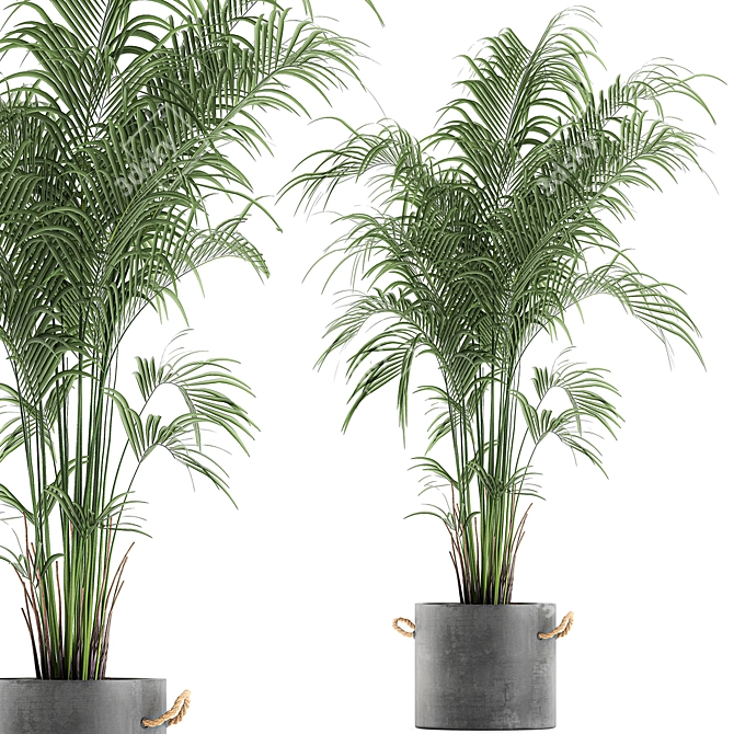 Tropical Palm Collection in Concrete Pots 3D model image 1