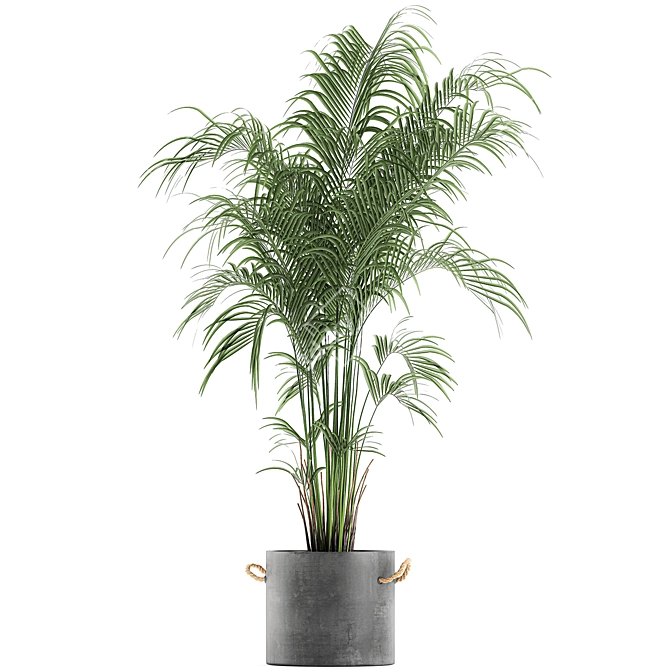 Tropical Palm Collection in Concrete Pots 3D model image 2