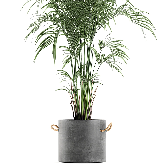 Tropical Palm Collection in Concrete Pots 3D model image 3