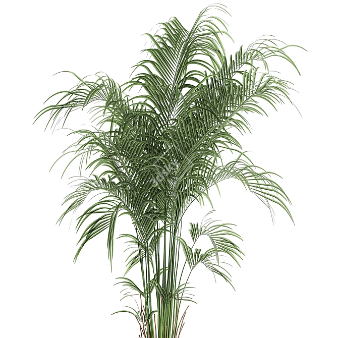 Tropical Palm Collection in Concrete Pots 3D model image 4