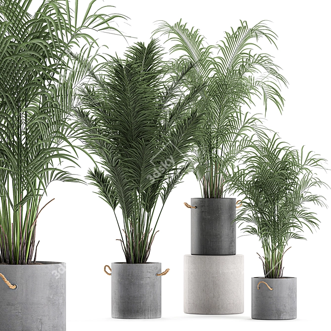 Tropical Indoor Palms in Concrete Pots 3D model image 1