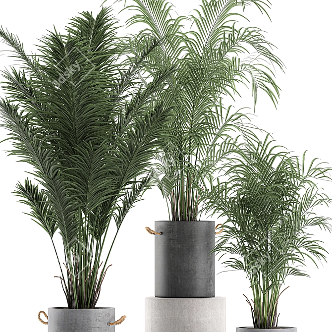 Tropical Indoor Palms in Concrete Pots 3D model image 2