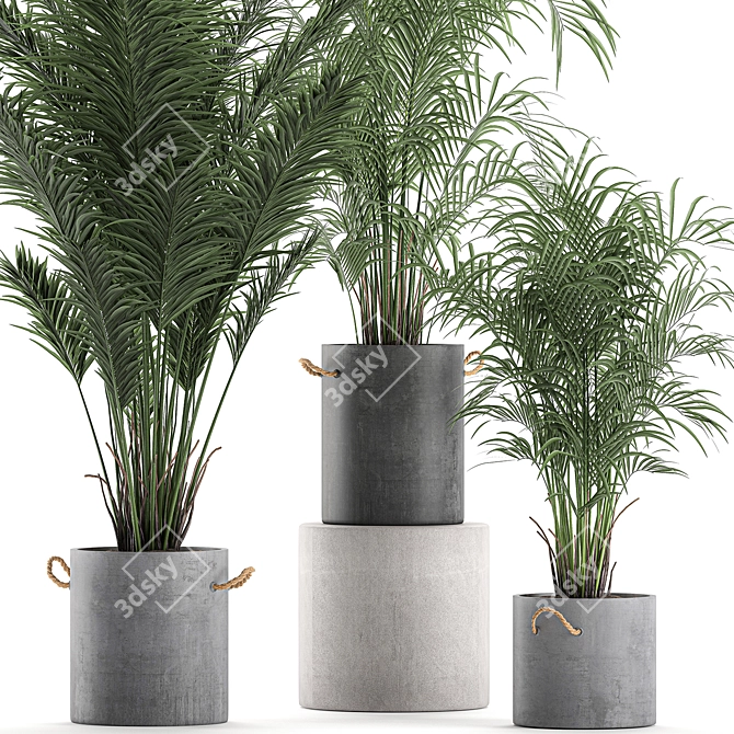 Tropical Indoor Palms in Concrete Pots 3D model image 3