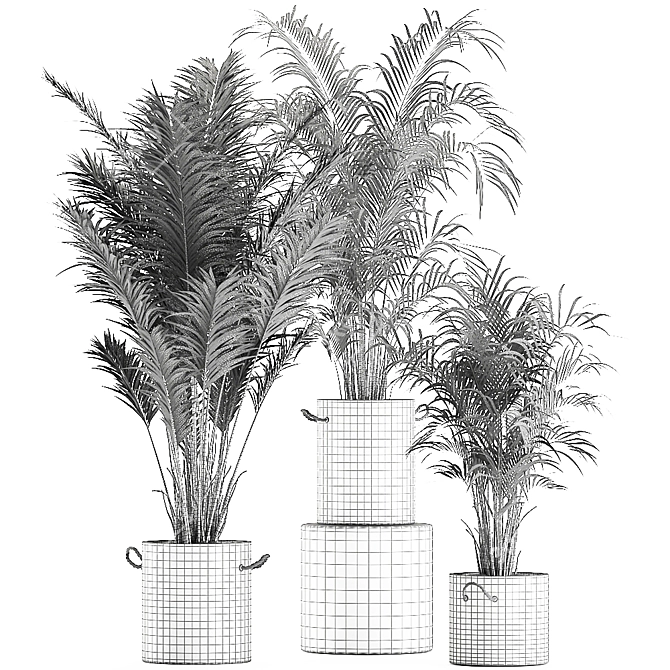 Tropical Indoor Palms in Concrete Pots 3D model image 4