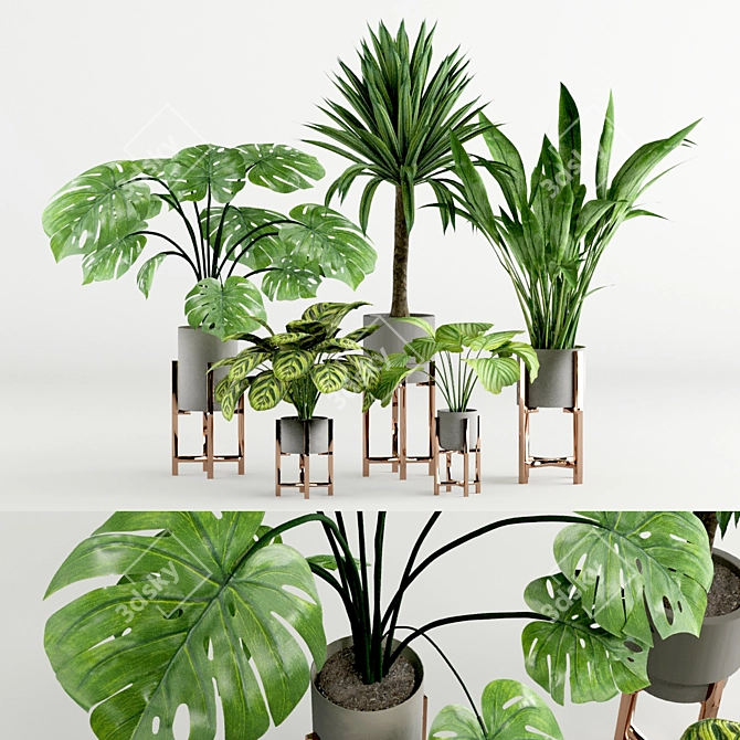 Modern Wide Leaf Plants Collection Experiment 3D model image 1