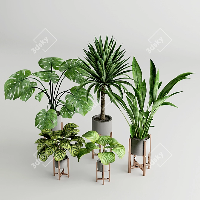 Modern Wide Leaf Plants Collection Experiment 3D model image 2