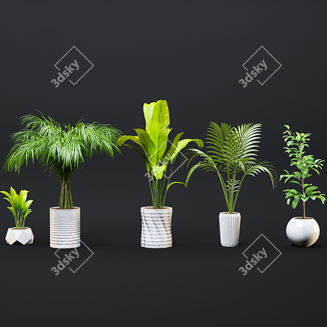 Exotic Houseplant Collection 3D model image 1