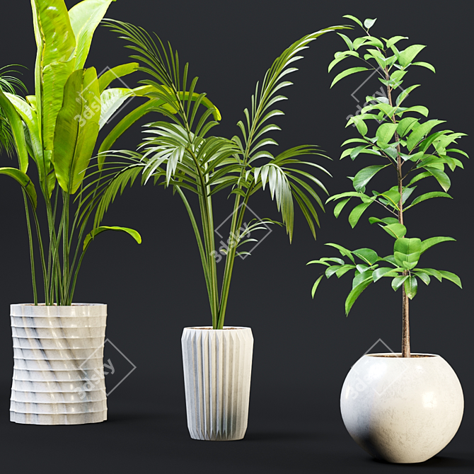 Exotic Houseplant Collection 3D model image 3