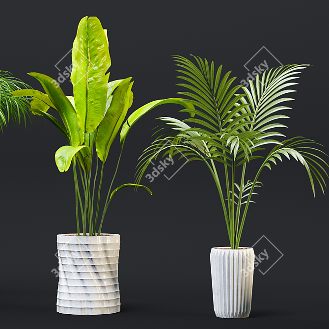 Exotic Houseplant Collection 3D model image 4