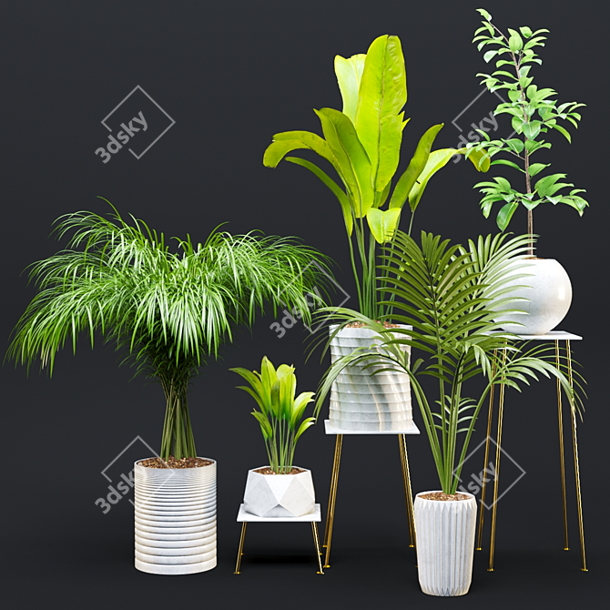 Exotic Houseplant Collection 3D model image 6