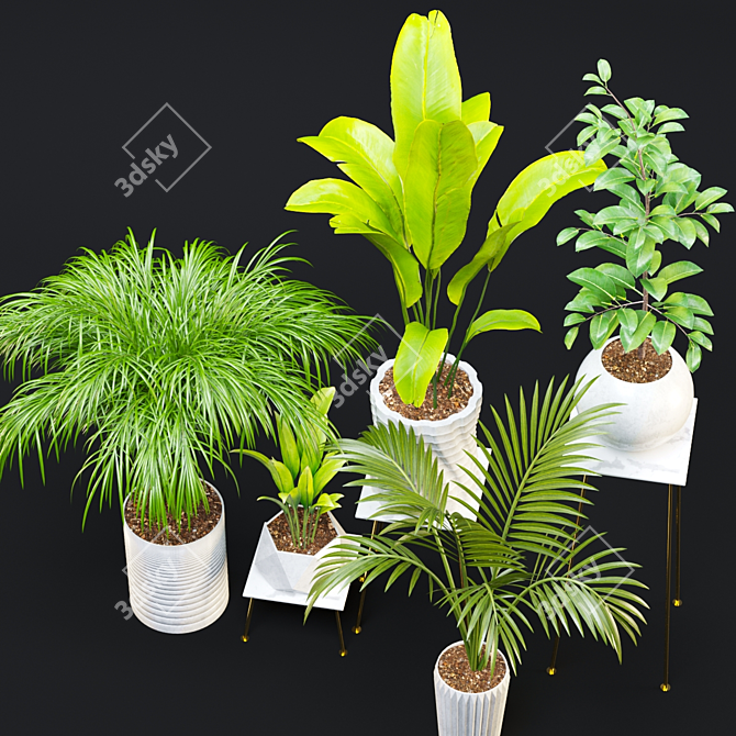 Exotic Houseplant Collection 3D model image 8