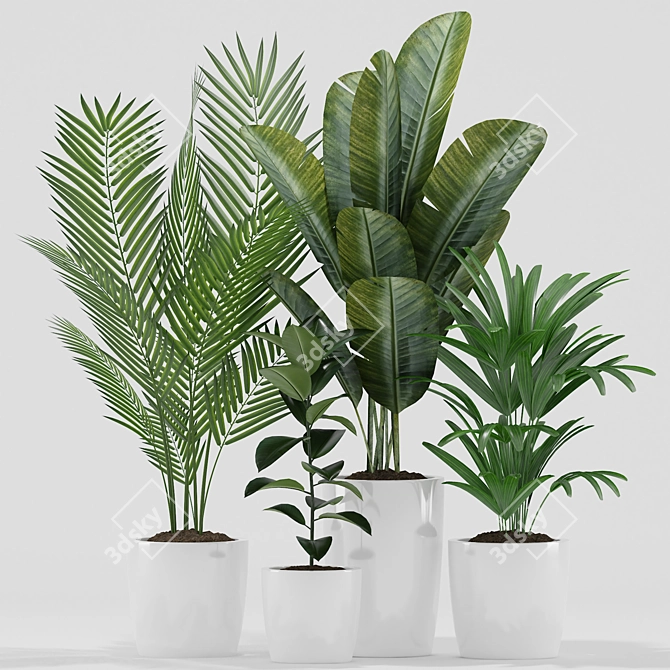 Exotic Plants Set: Palm Majesty, Rhapis Palm, Paradise, Rubber 3D model image 1