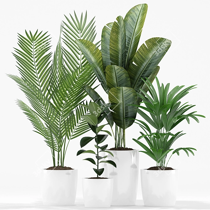 Exotic Plants Set: Palm Majesty, Rhapis Palm, Paradise, Rubber 3D model image 3