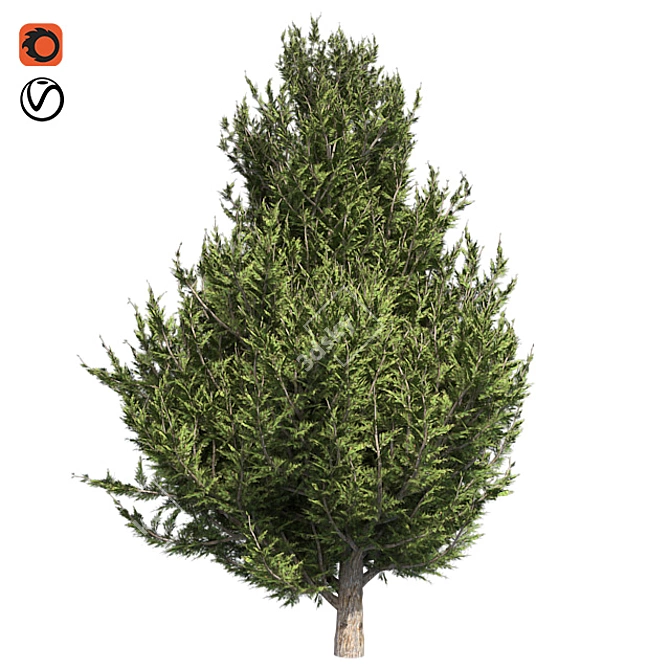 Hollywood Juniper 02: Realistic Quad-Optimized Tree 3D model image 5