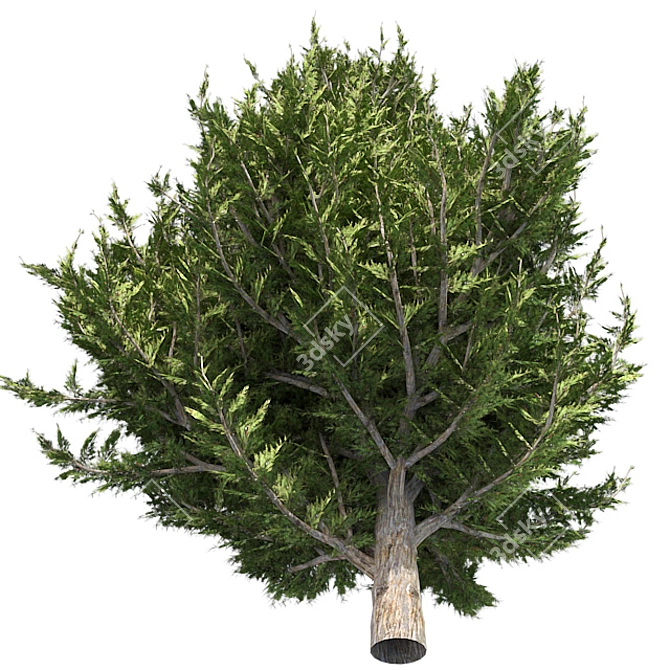 Hollywood Juniper 02: Realistic Quad-Optimized Tree 3D model image 1