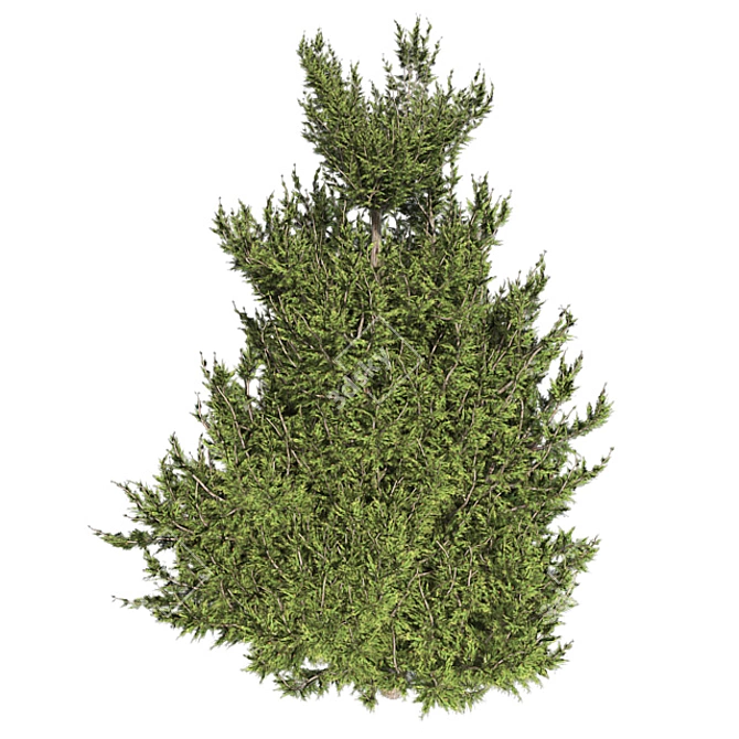 Hollywood Juniper 02: Realistic Quad-Optimized Tree 3D model image 2