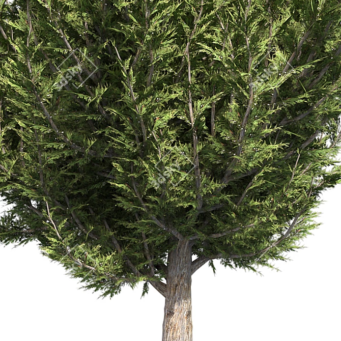 Hollywood Juniper 02: Realistic Quad-Optimized Tree 3D model image 3