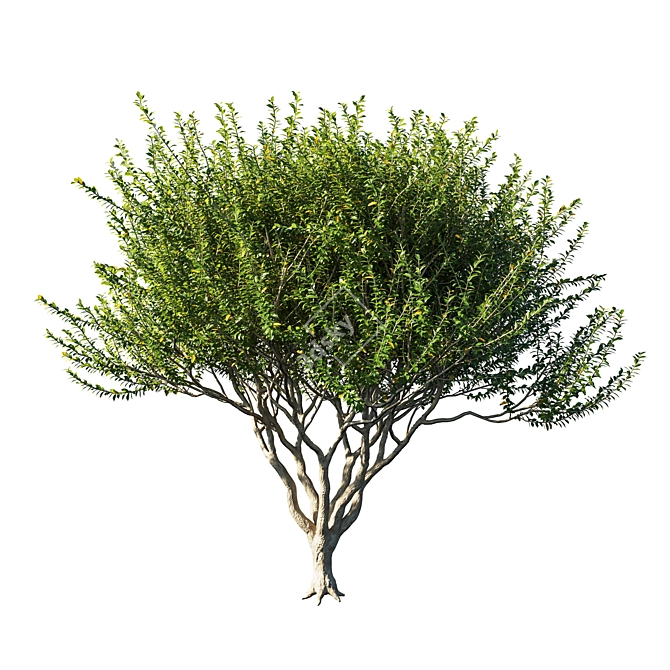 2024 Myrtle Tree - 1.1m Model 3D model image 1