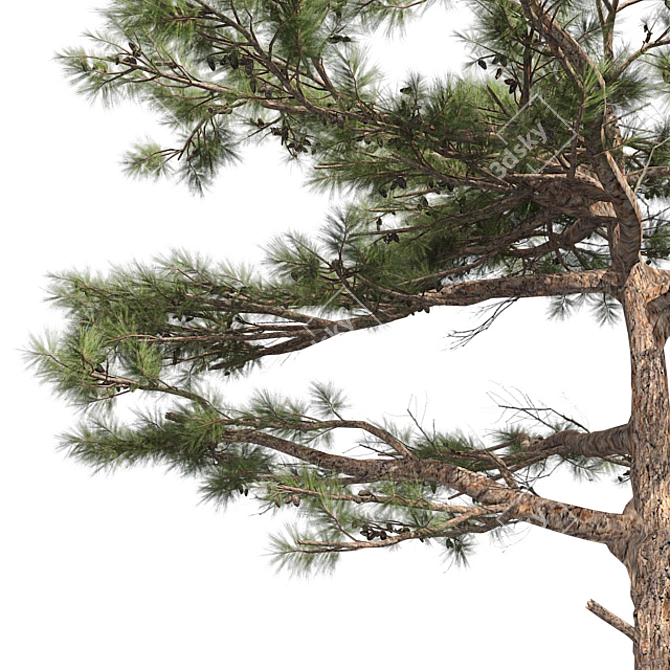 Huangshan Pine Tree - 3D Optimized Model 3D model image 4