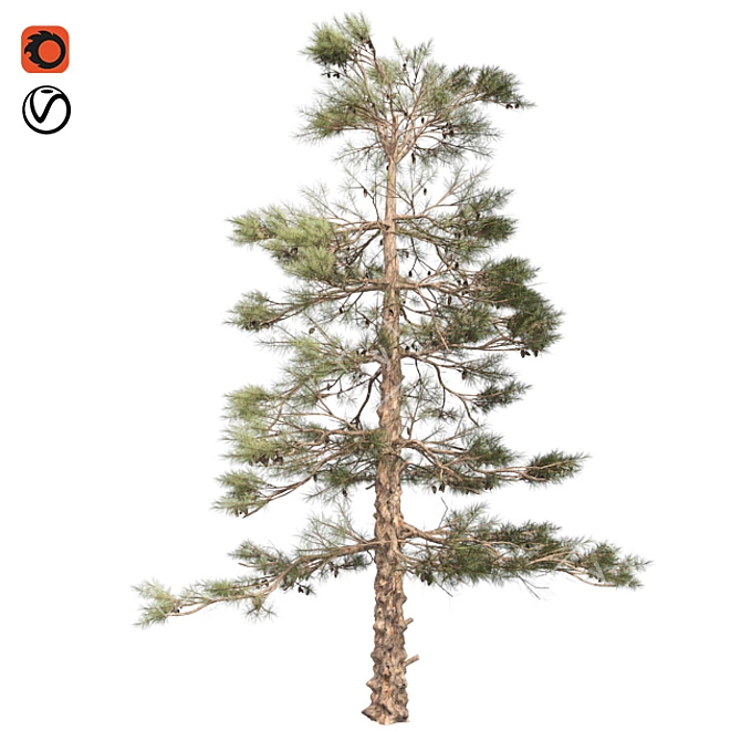 Natural Huangshan Pine Tree 02 3D model image 1