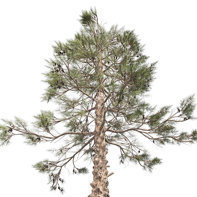 Natural Huangshan Pine Tree 02 3D model image 2