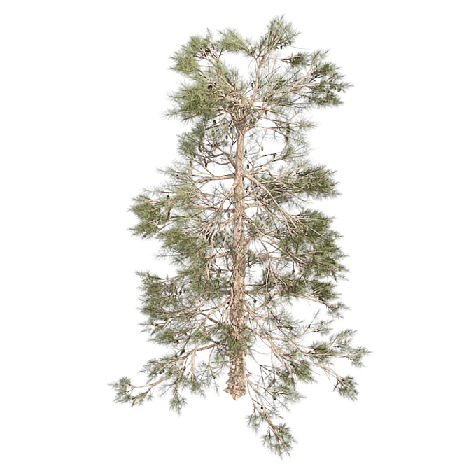 Natural Huangshan Pine Tree 02 3D model image 3