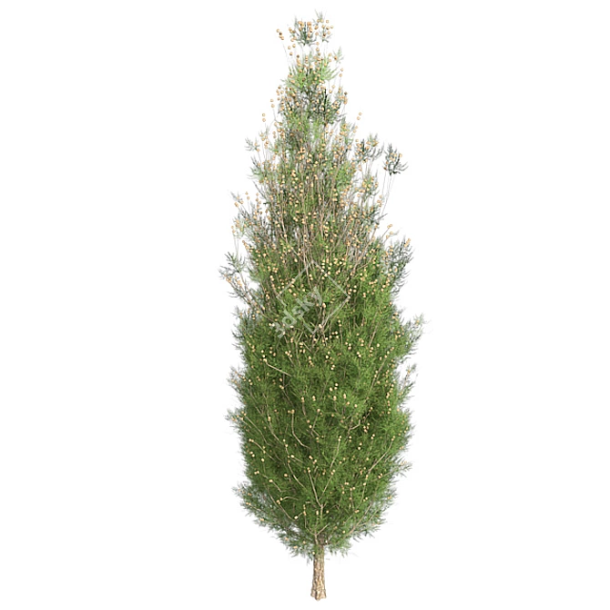 Italian Cypress Tree: High-Quality 4K Textures 3D model image 3